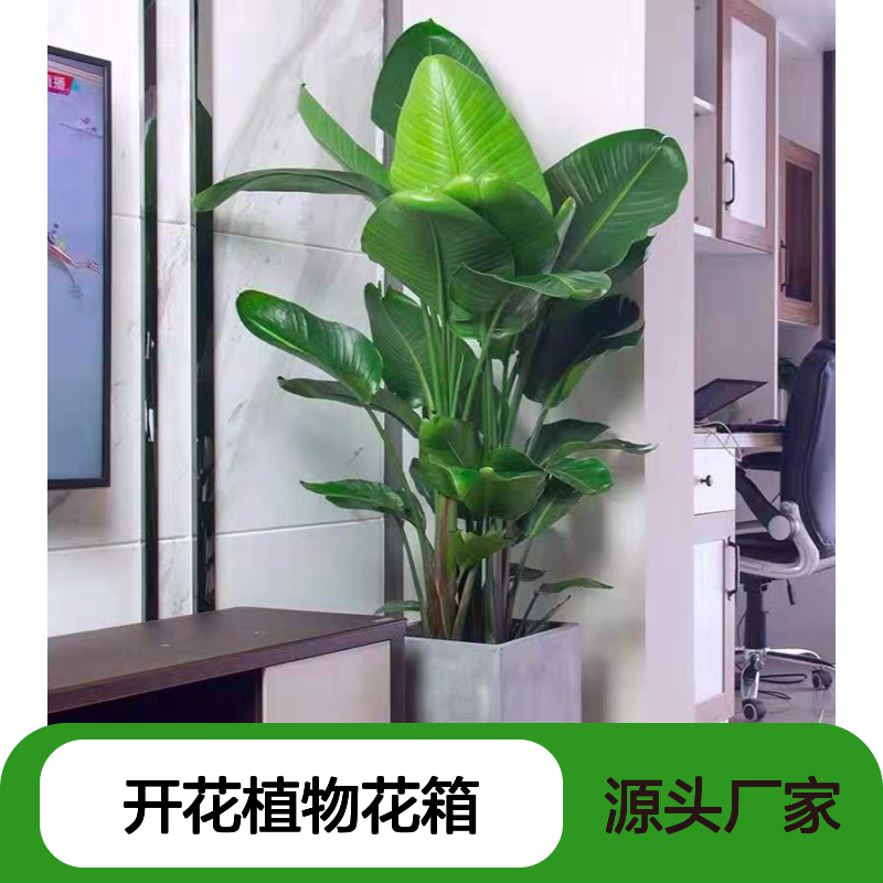 室外天堂鸟种植 小鸟蕉 鹤望兰开花植物花箱 庭院花境品种