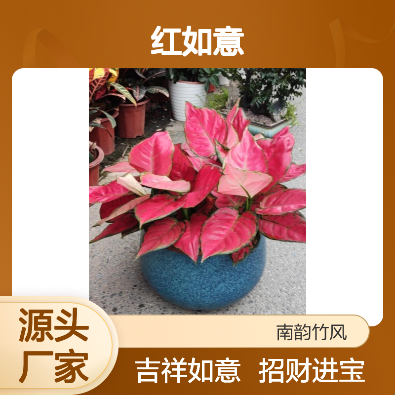 红如意盆栽 吉祥如意 招财植物 颜色鲜艳 生命力强