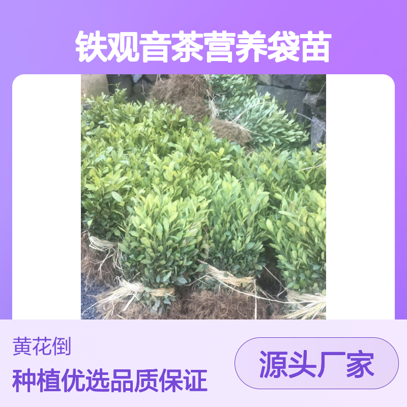 农户直供铁观音茶营养袋苗 种植收益好荒山农田均可种植