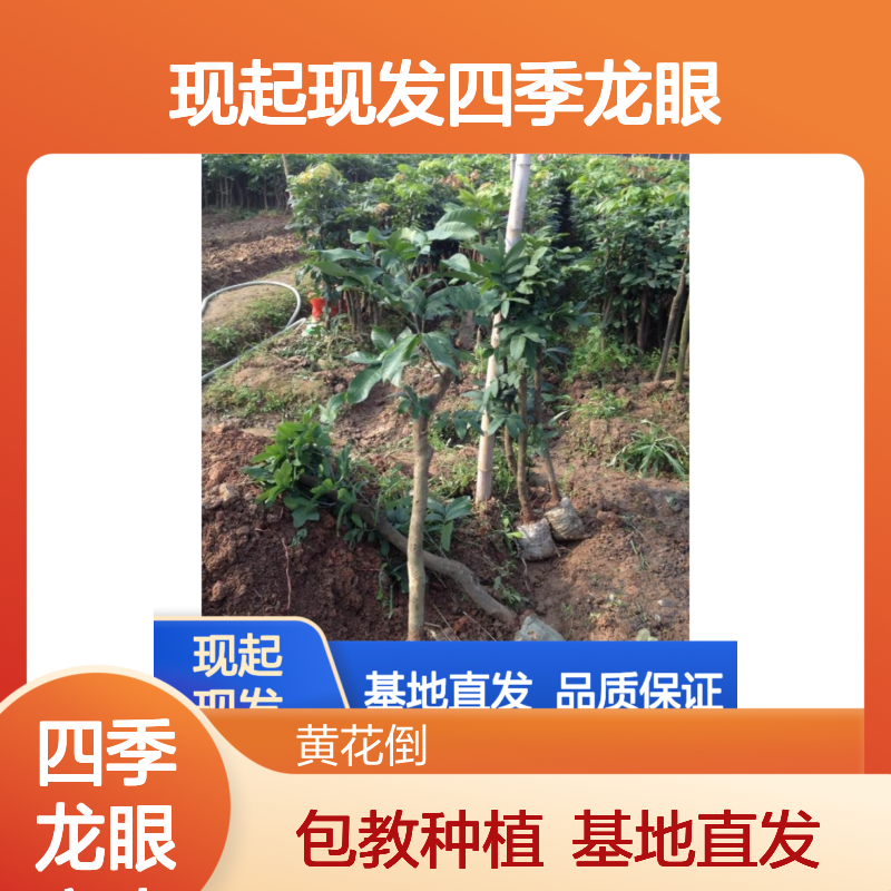 现起现发四季龙眼实生树苗 基地直发包教种植管理技术 品质纯正可票
