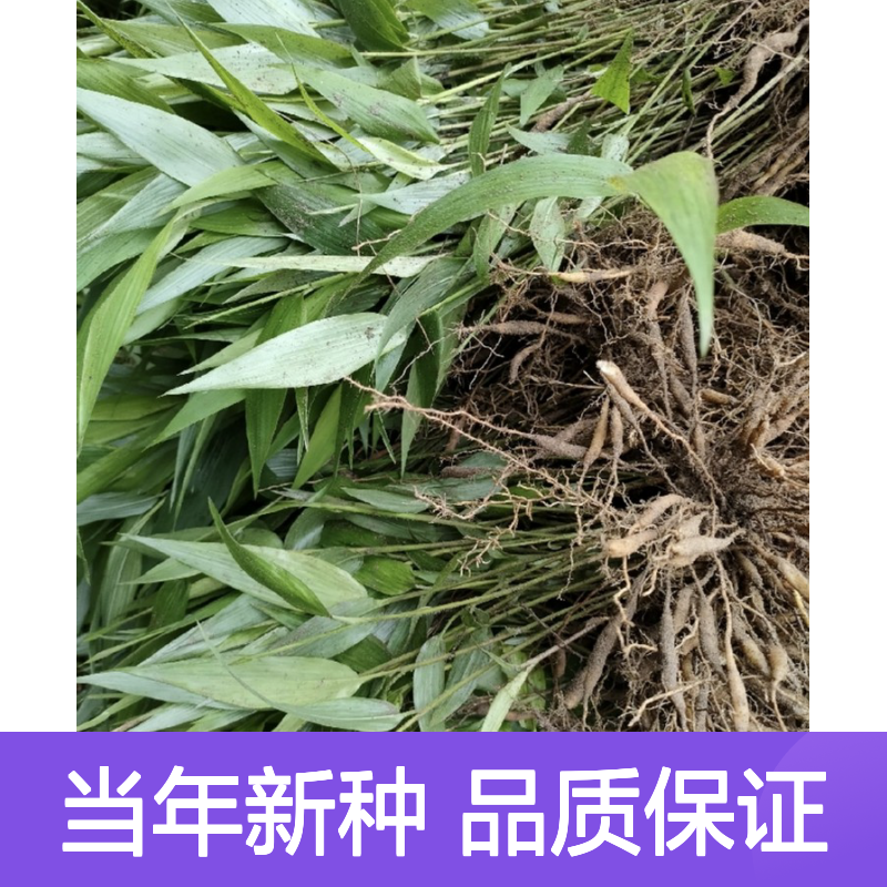 当年新收淡竹叶种子 产地一手货源免费技术指导