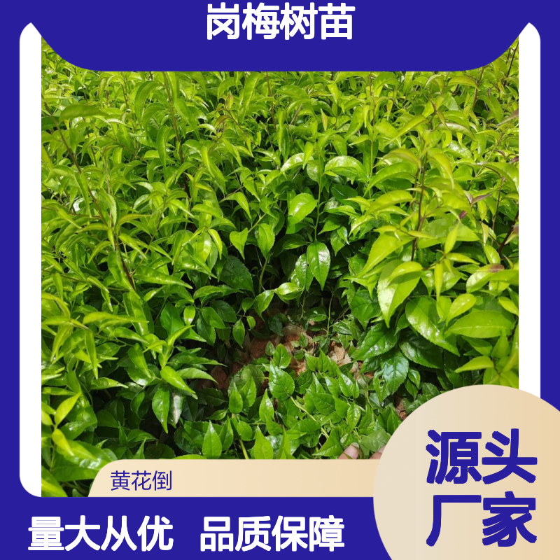 岗梅树苗 百亩种植 品质保证 药用价值 园林优选