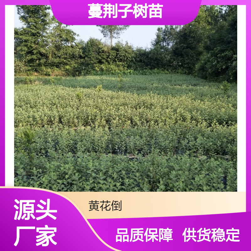 蔓荆子树苗基地 直供优质树苗 繁殖简单 管理方便