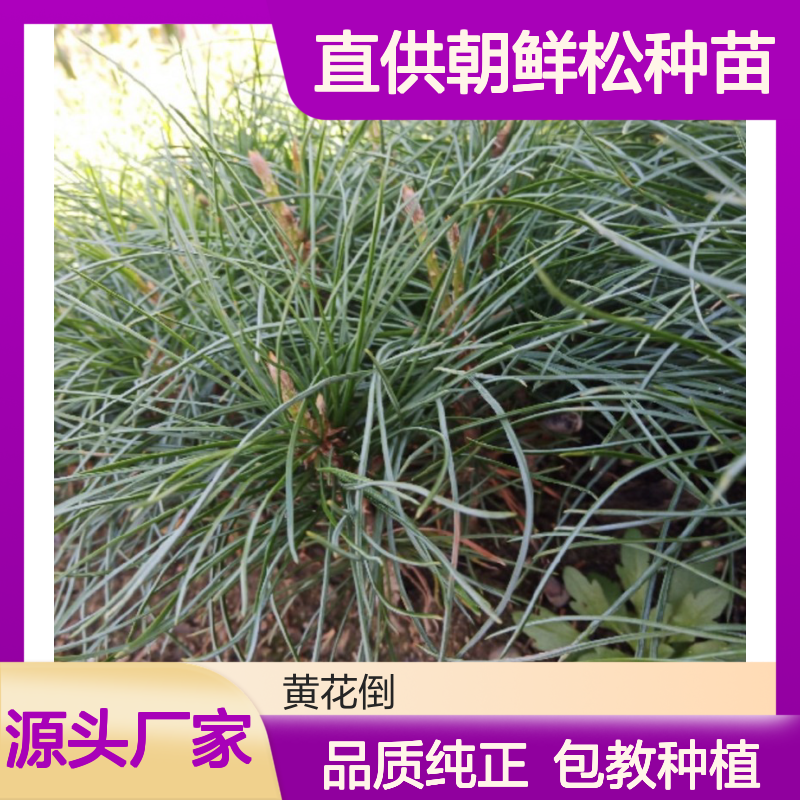 农户直供朝鲜松种苗 基地直发包教种植管理技术品质纯正可票