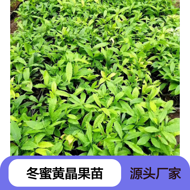 冬蜜黄晶果苗 热带果树种植优选 甜度适中 芳香浓郁