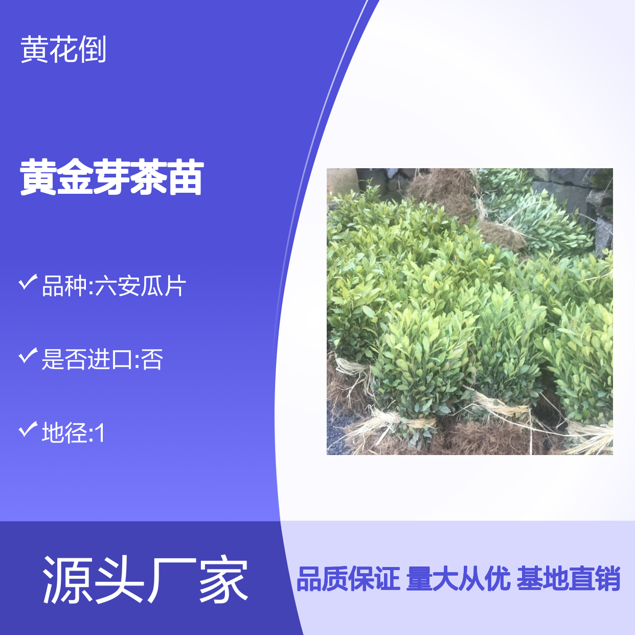 百亩种植区 黄金芽茶苗 批发优选 基地直供 口感醇厚