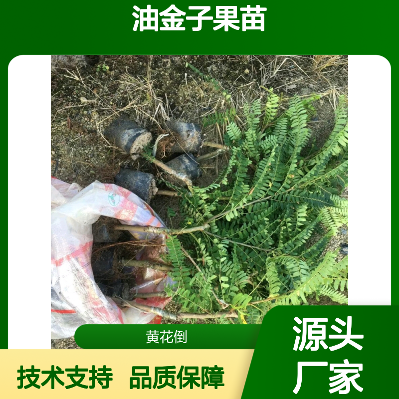 油金子果苗 批发种植 百亩园区 管理科学 嫁接技术