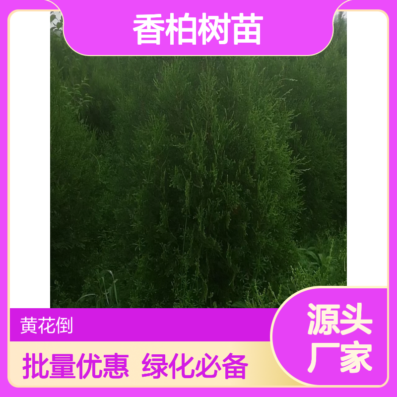香柏树苗 耐寒耐旱 绿化好选择 成本低廉 移栽活高