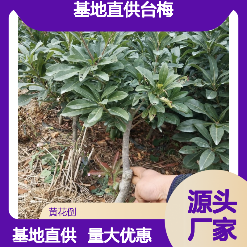 基地直供台梅直生树苗 送货上门包邮 欢迎来电洽谈经验分享