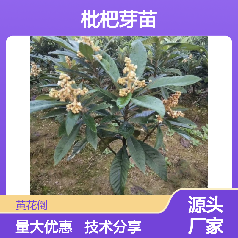 枇杷芽苗产地批发 苗圃直供 品质保证 生长健壮