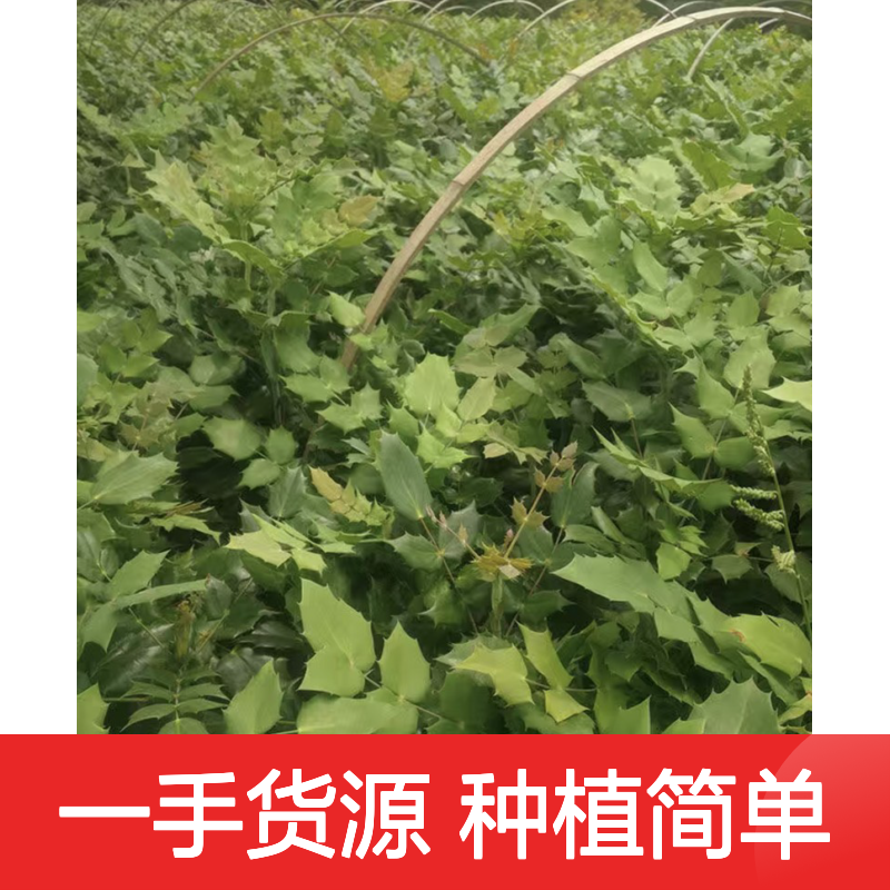 产地一手货源土柏竹种苗 种植收益好荒山农田均可种植
