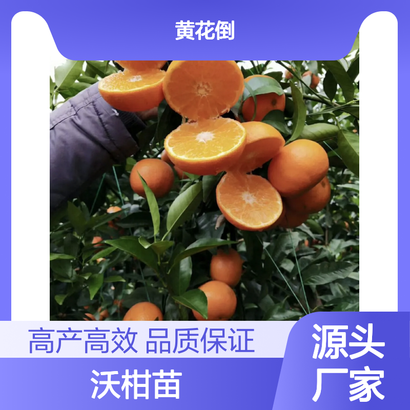 沃柑苗批发 果实饱满挂果强 长势旺盛 汁多甜柔