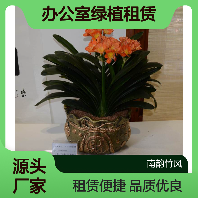 深 圳精品盆栽君子兰 南韵竹风 办公室绿植租赁