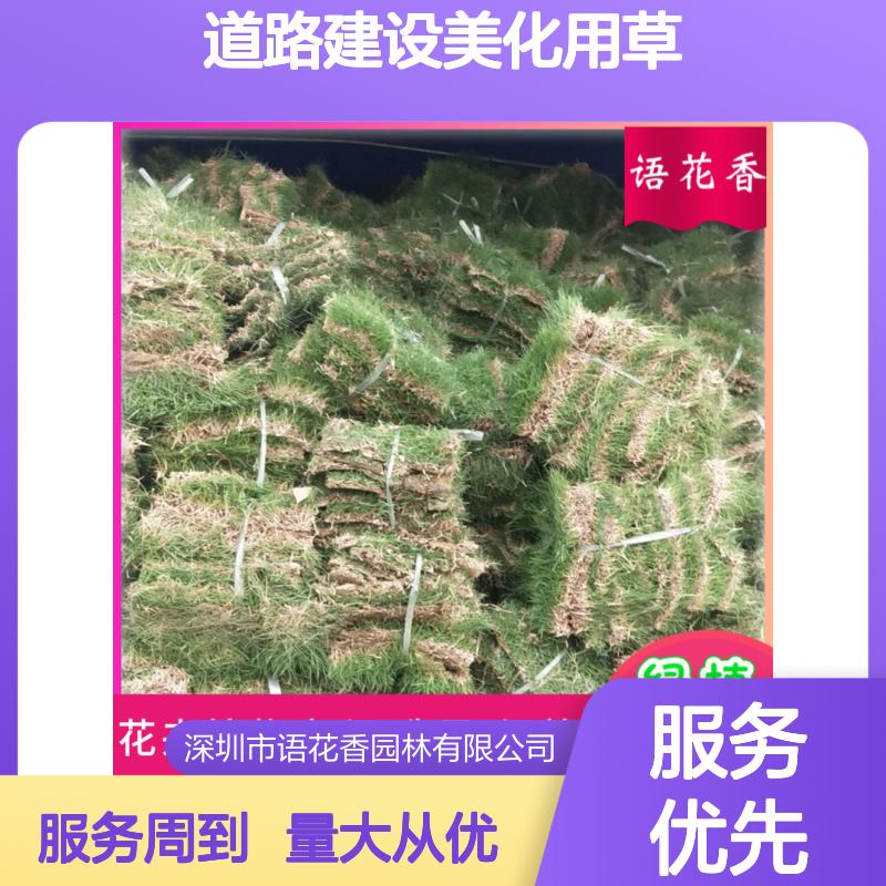 马尼拉草皮 带泥土真草坪 无杂草 道路建设专用美化草坪
