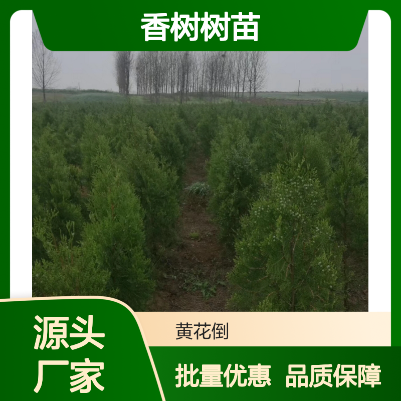 香树树苗 园林绿化优选 常绿灌木 种植主产 应用广泛