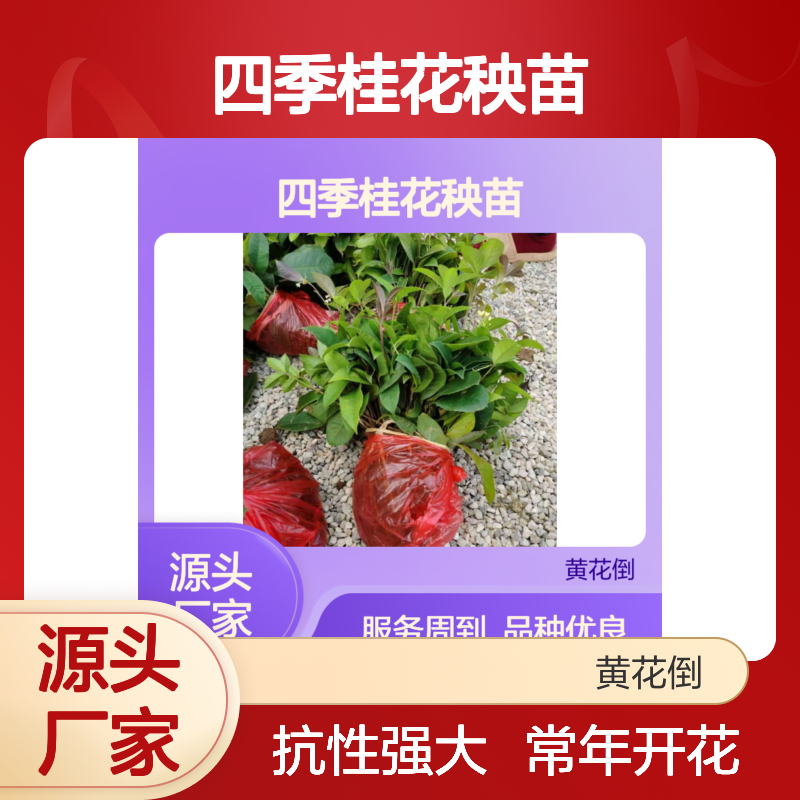 四季桂花秧苗 常绿乔木优选 抗性强大 易于繁殖