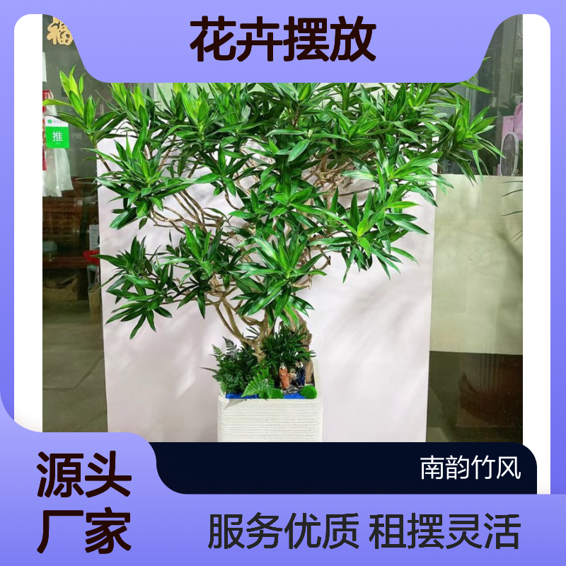 南韵竹风花卉摆放 绿植租摆服务 品种多样 成活率高