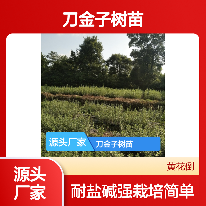 刀金子树苗 百亩基地直供 批发零售 栽培简单 耐盐碱强