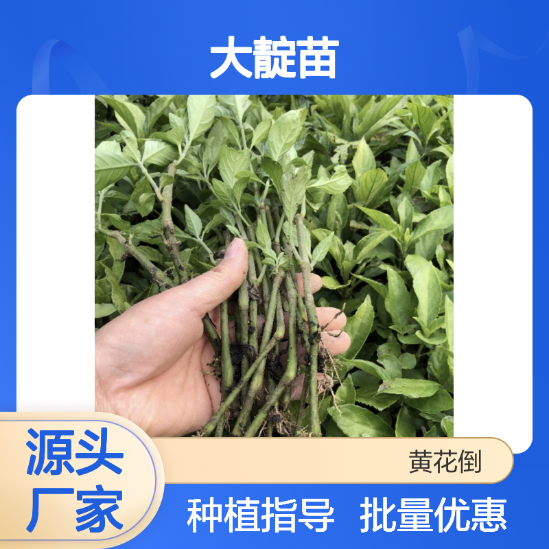 大靛苗批发 园林植物常绿灌木 品质优良 生长迅速