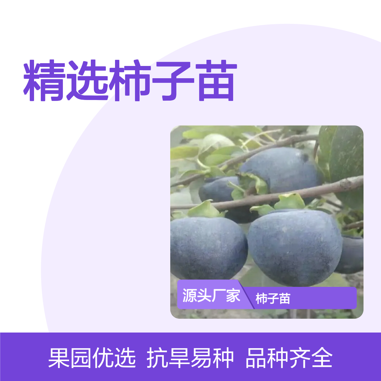 精选柿子苗 批发供应 果园优选 品种齐全 抗旱性强