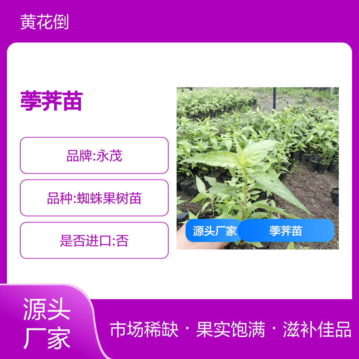 山荸荠苗 蜘蛛果特色种植 滋补佳品 酸甜可口 改名红参