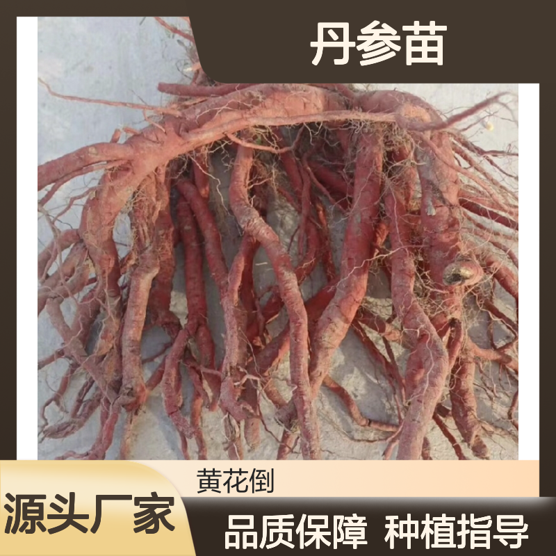 丹参苗批发基地 多年生直立草本 药效显著 种植简单