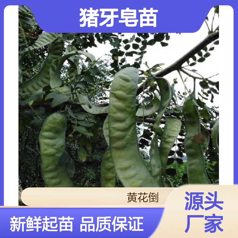 当天起苗当天发猪牙皂苗 苗圃产地直供品质保证种植技术分享
