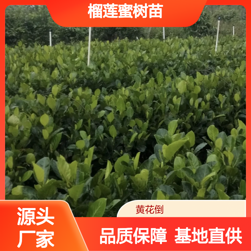 榴莲蜜树苗 批发基地直供 园林优选 自然生长 修剪简单