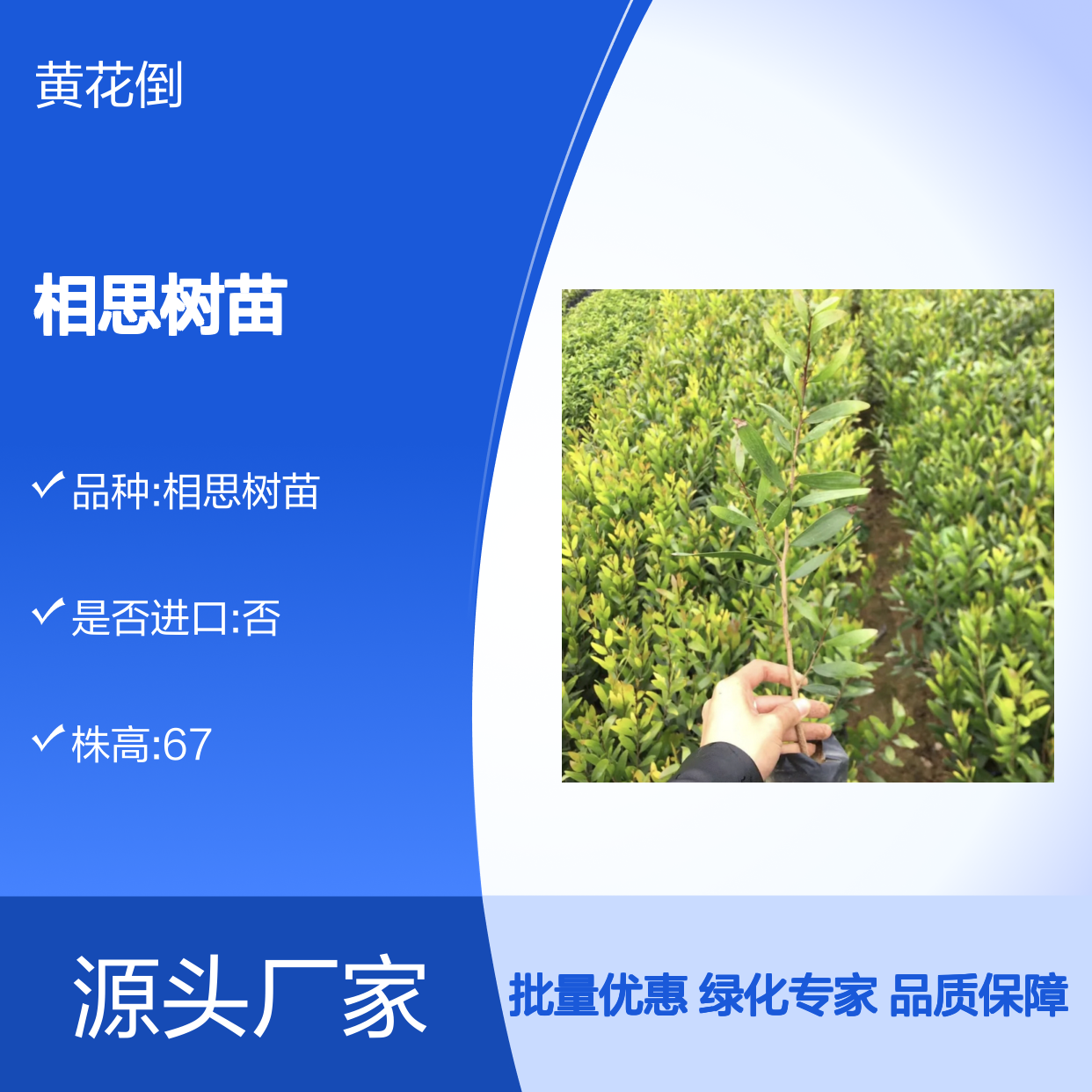 相思树苗 批发供应 绿化荒山优选 生长迅速 耐旱耐贫