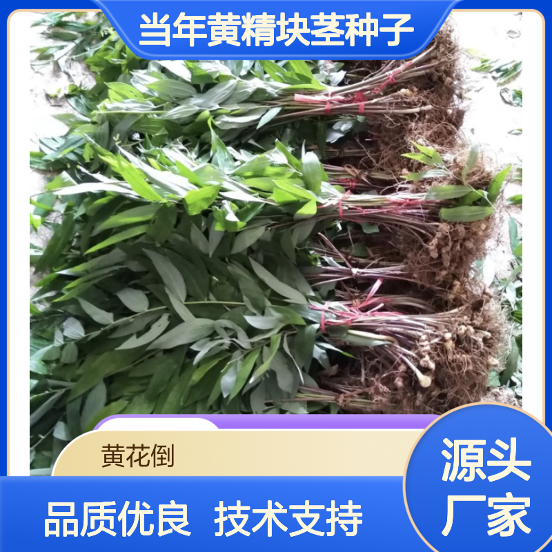 新采收当年黄精块茎种子 苗木合作社自营免费技术指导