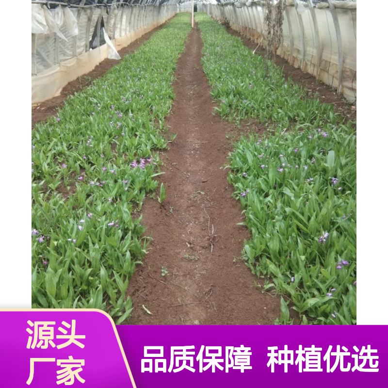 主产区批发白及苗苗 种植技术简单 肥沃环境 吸收养分