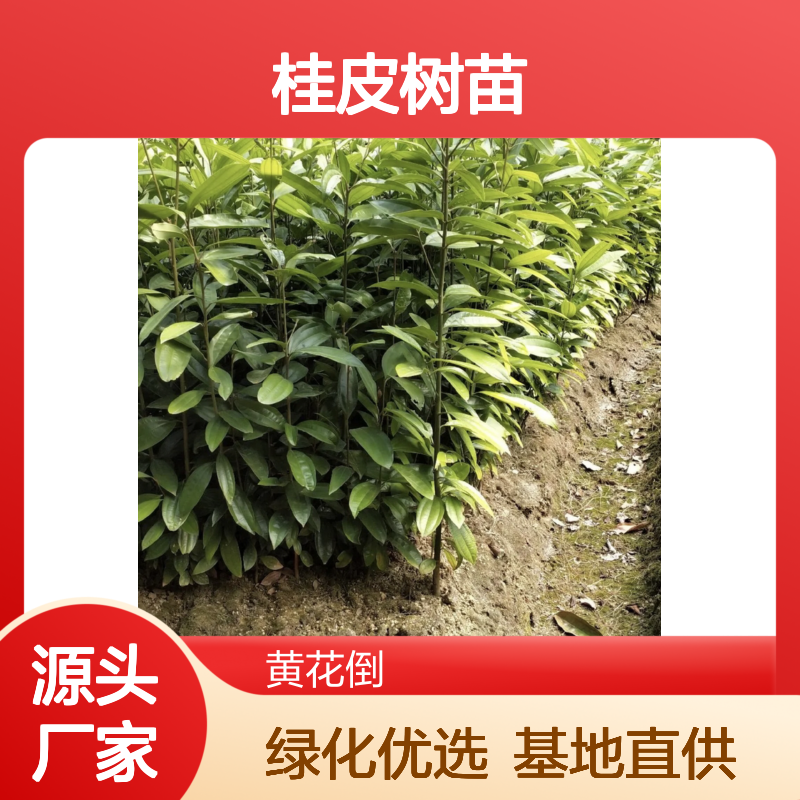 桂皮树苗 基地直供 四季常绿 绿化优选 涵养水源