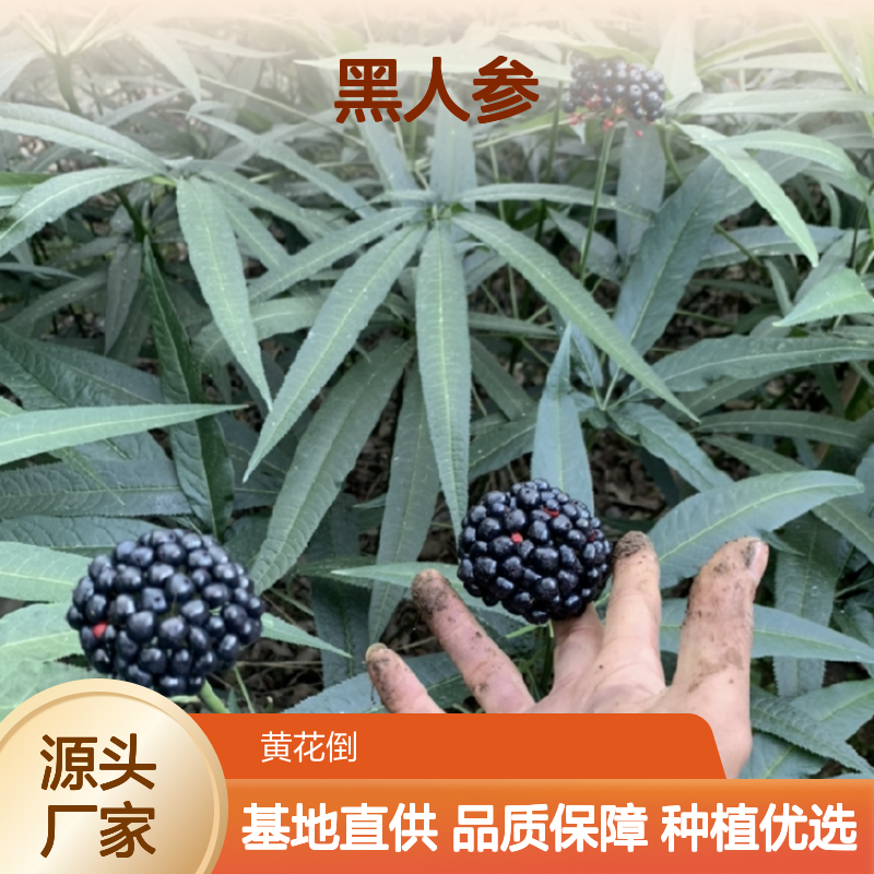 精选黑人参种苗 园林种植优选 自然生长 健康无害