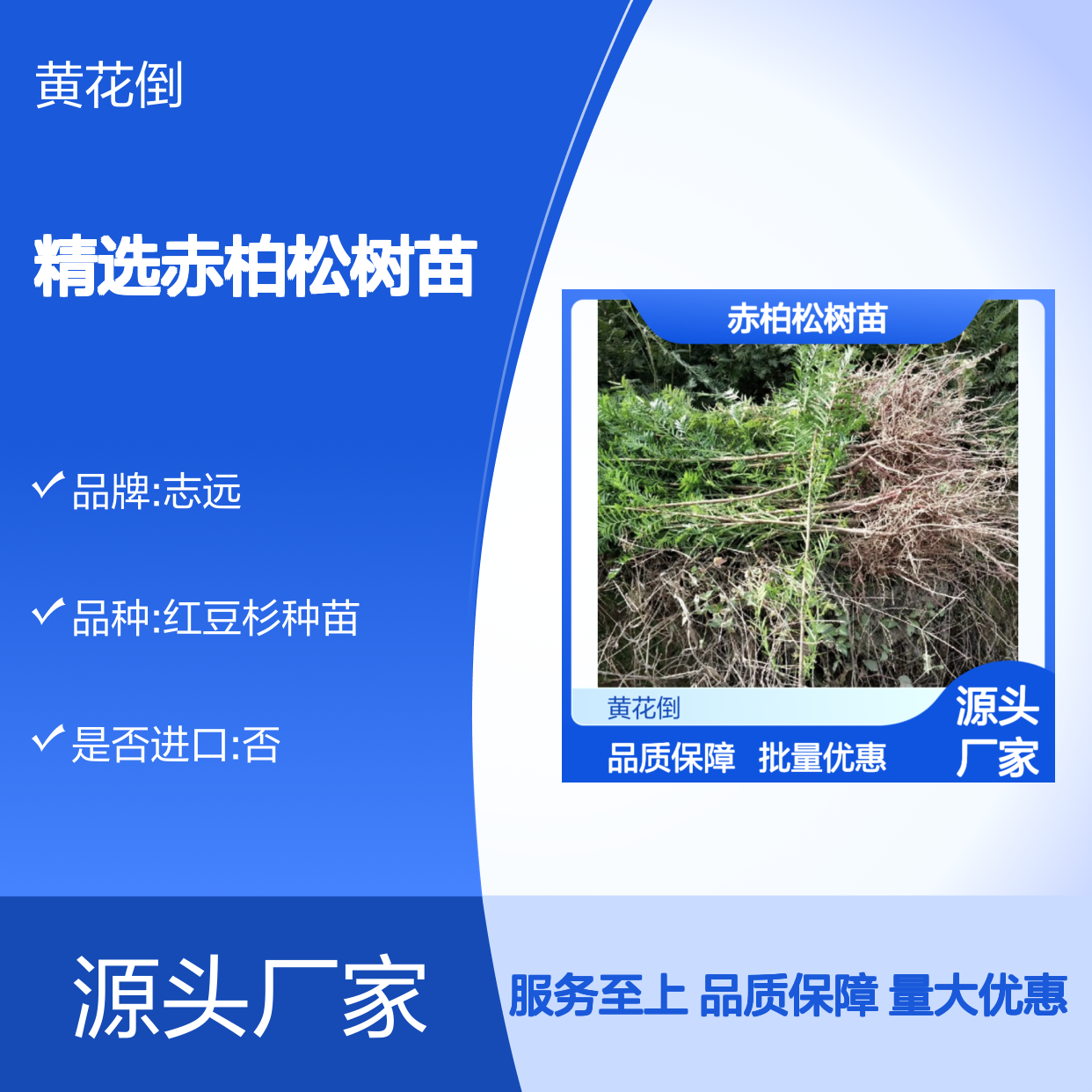 精选赤柏松树苗 园林种植优选品种 生长旺盛 抗逆性强