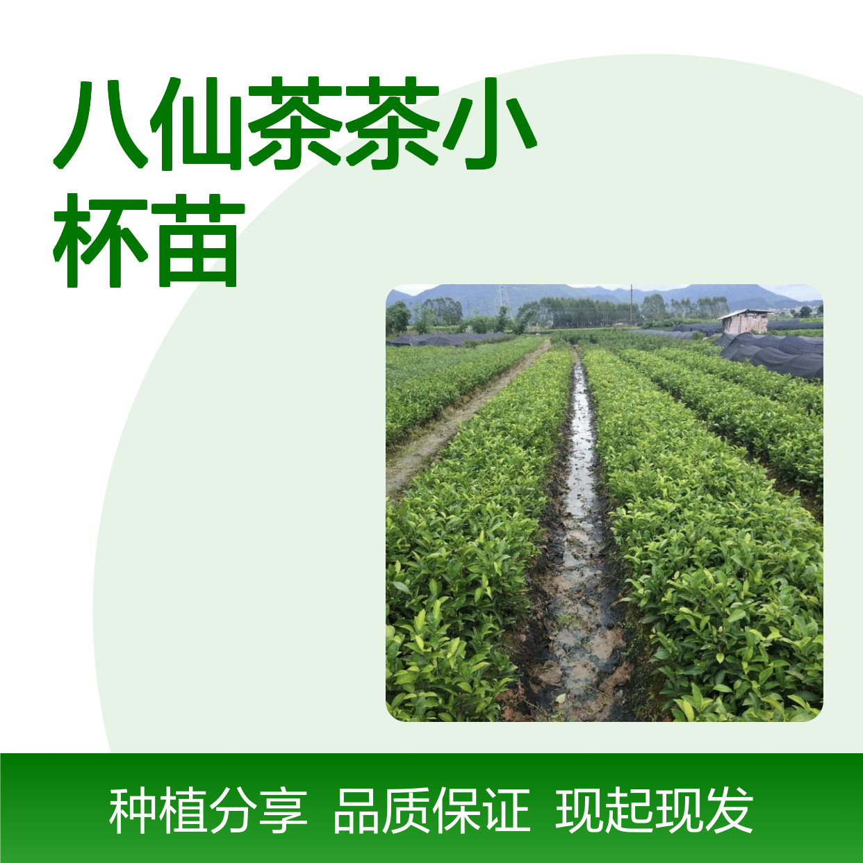 现起现发八仙茶茶小杯苗 苗圃产地直供品质保证种植技术分享