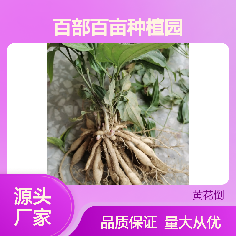 百部小苗专业批发 种植园直供 药材优选 绿色健康
