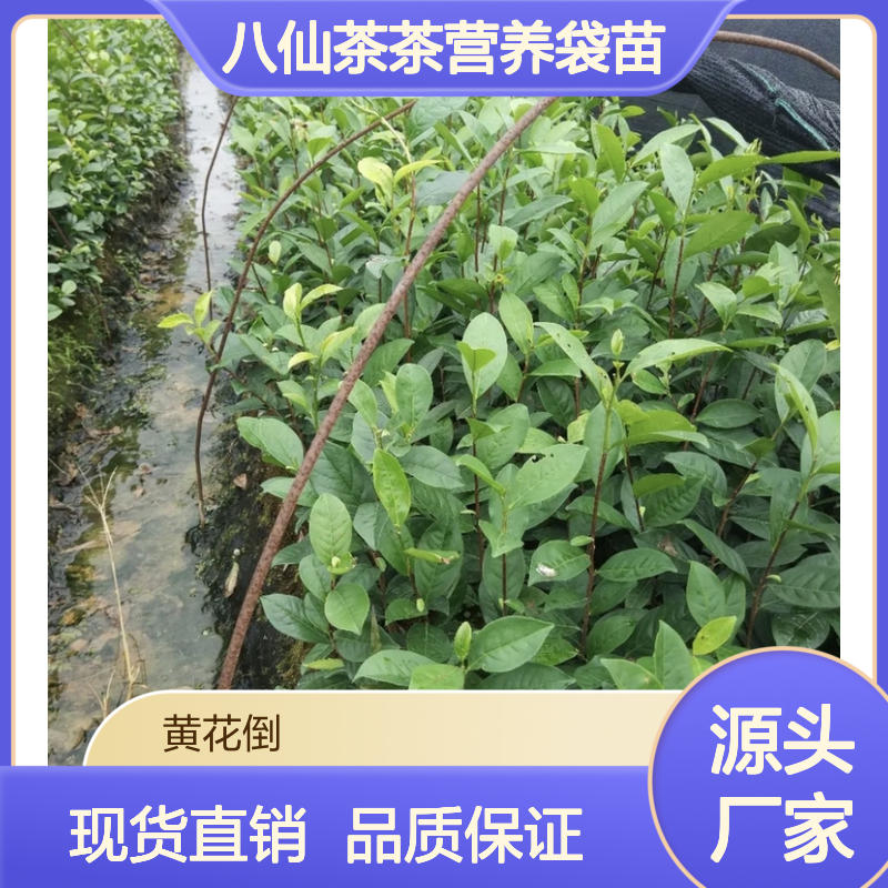 八仙茶茶营养袋苗 多年生根系发达 成活率高 规格齐全