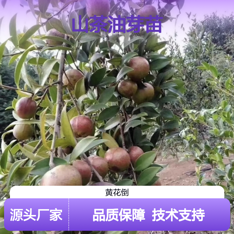高产嫁接山茶油芽苗 种植技术免费指导 果大皮薄