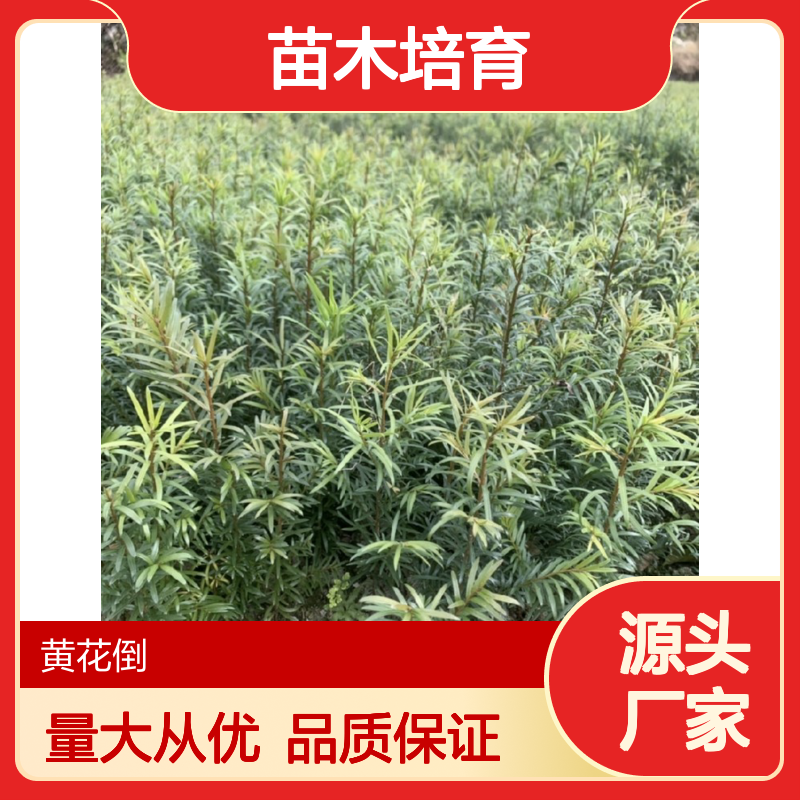 紫杉芽苗 苗木培育合作社直供 珍稀物种 成活率高