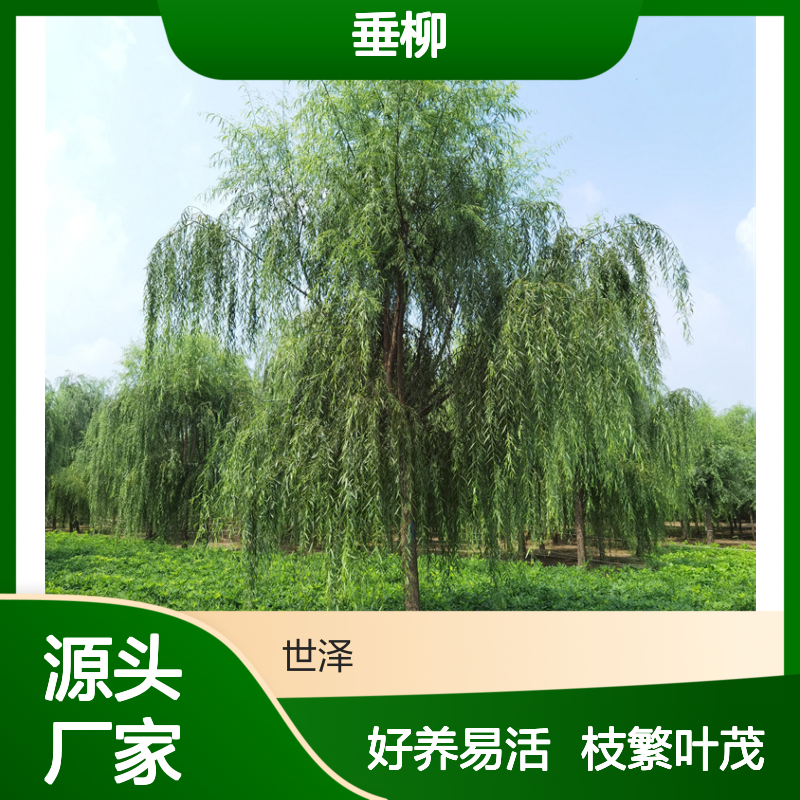 30公分垂柳-枝多叶密-苗圃基地-工程苗-办理检疫-好养易活