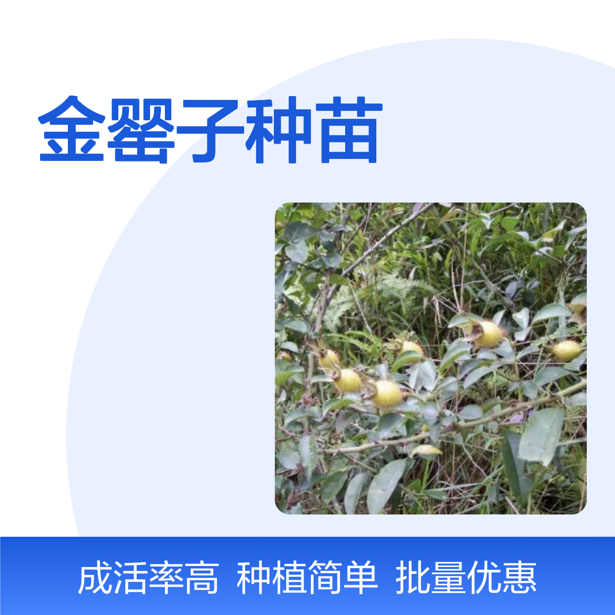 金罂子种苗 批发供应 园林植物 品质优良 生长旺盛