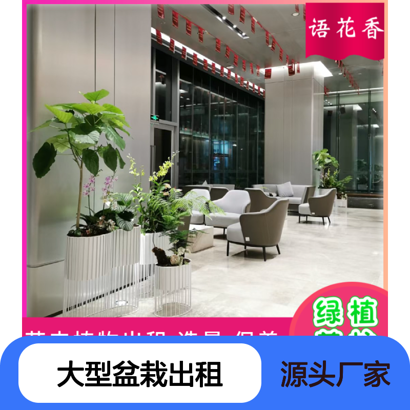 大型盆栽出租 室内绿植组合 客厅书房卧室观赏植物租赁