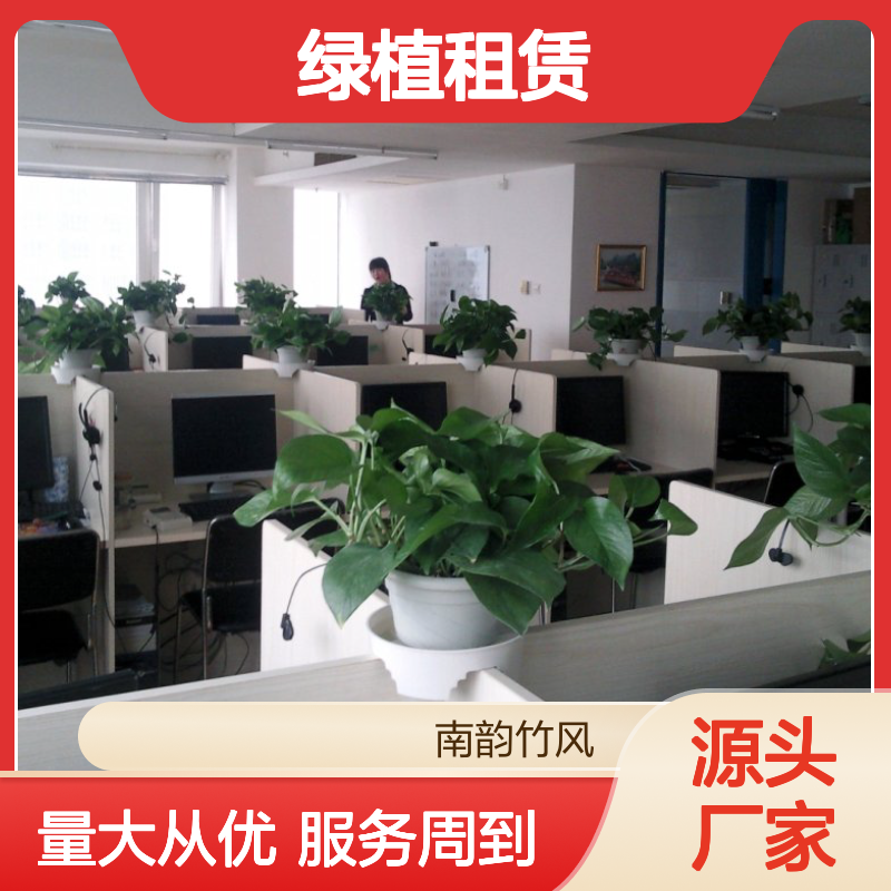 绿植租赁专家南韵竹风,承接绿化工程 品种多样