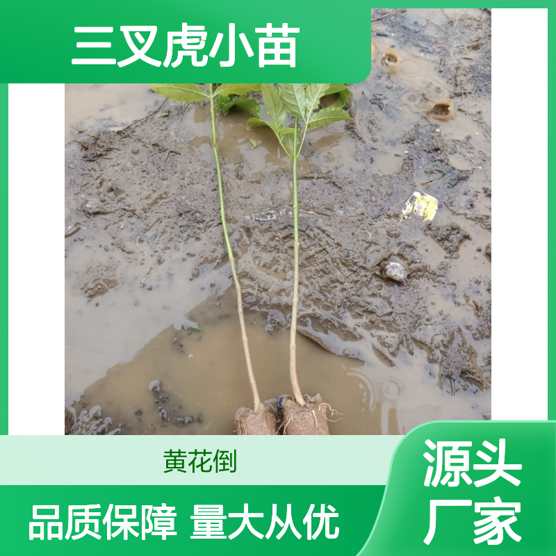 三叉虎小苗 基地直供 常绿灌木 药用价值 经济植物