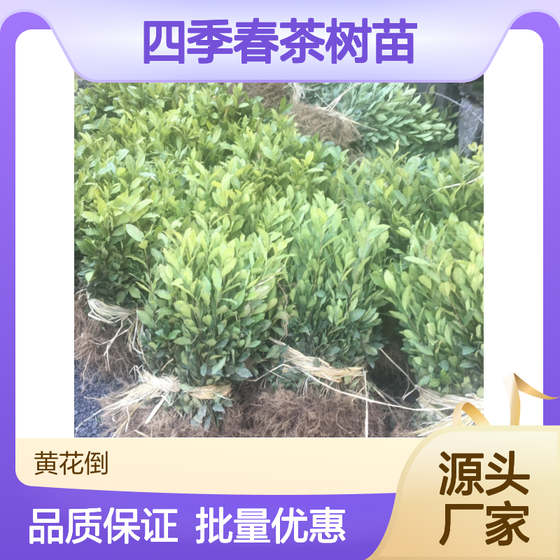 四季春茶树苗 百年种植技术 批发供应 历史悠久