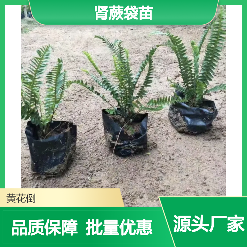 肾蕨袋苗批发 耐荫观赏植物 易于繁殖 生长旺盛