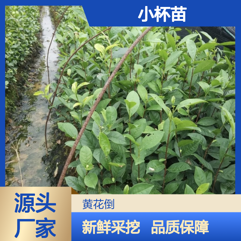 现挖现卖瑞香305茶小杯苗 送货上门包邮欢迎来电洽谈经验分享