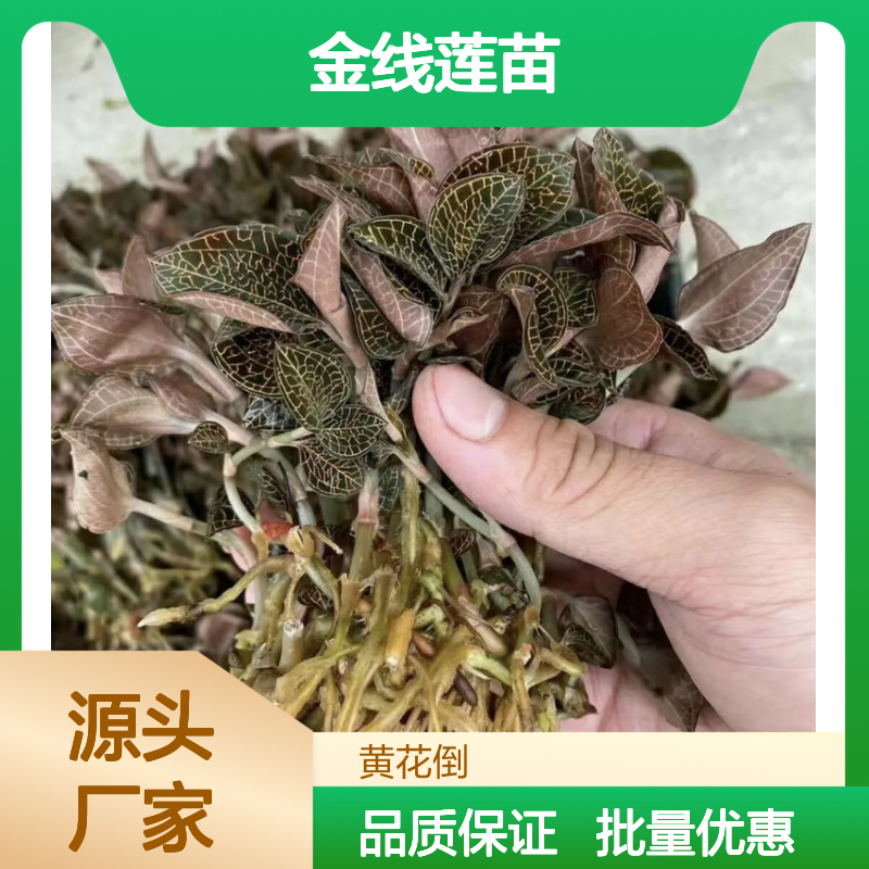 深山老林金线莲苗 珍稀植物批发 优质栽培 美丽网脉