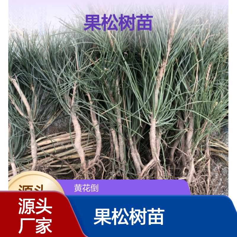 农户直供果松树苗 苗圃产地直供品质保证种植技术分享