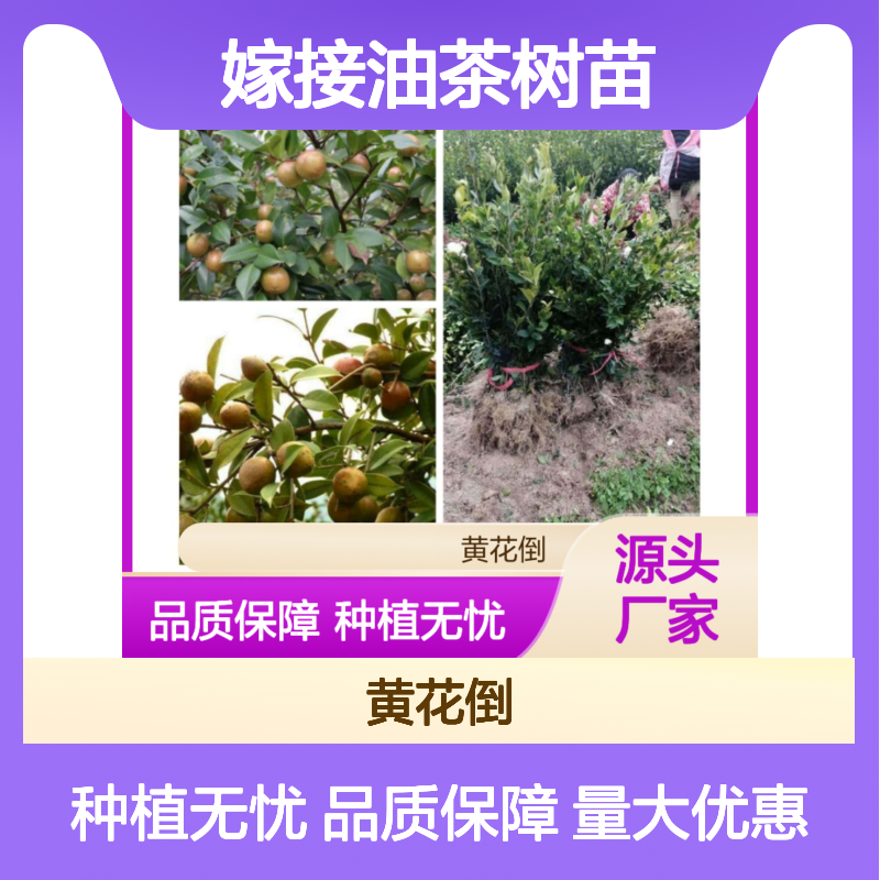 嫁接油茶树苗 高产果大皮薄 优质品种 诚信经营